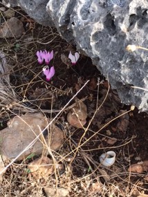 UNADJUSTEDNONRAW_mini_15c