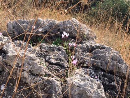 UNADJUSTEDNONRAW_mini_160