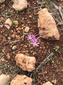 UNADJUSTEDNONRAW_mini_16c