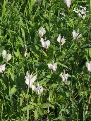 D982618C-67CC-4C69-A1BF-4880CFC31040_1_105_c