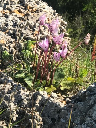 C7059419-0BB1-4080-84E5-1F9F3FC0D1CD_1_105_c